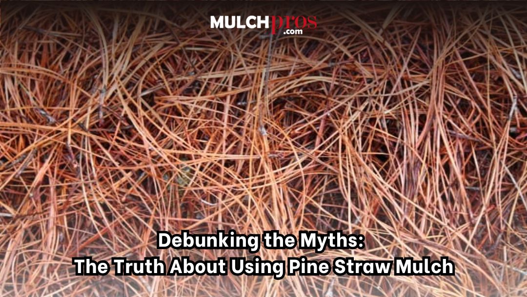 Debunking the Myths: The Truth About Using Pine Straw Mulch