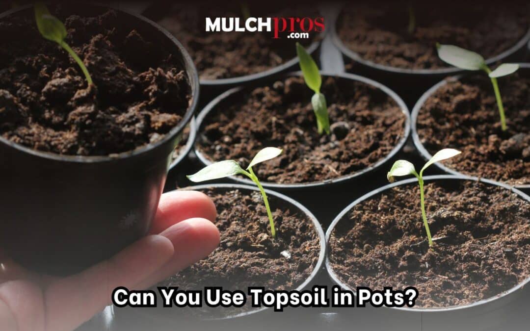Can You Use Topsoil in Pots?